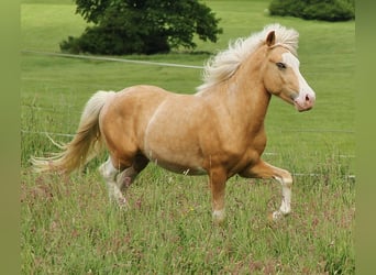 Islandpferd, Hengst, 3 Jahre, 139 cm, Palomino