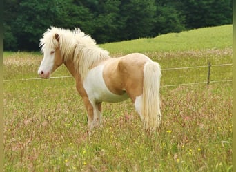 Islandpferd, Hengst, 3 Jahre, 139 cm, Palomino