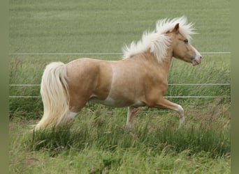 Islandpferd, Hengst, 3 Jahre, 139 cm, Palomino