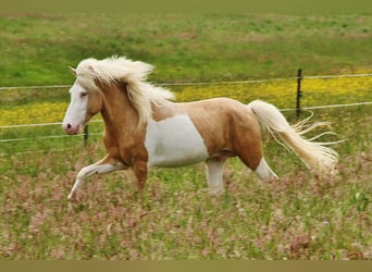 Islandpferd, Hengst, 3 Jahre, 139 cm, Palomino