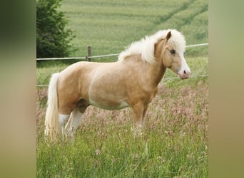 Islandpferd, Hengst, 3 Jahre, 139 cm, Palomino