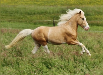 Islandpferd, Hengst, 3 Jahre, 139 cm, Palomino