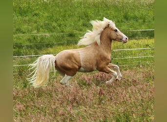 Islandpferd, Hengst, 3 Jahre, 139 cm, Palomino