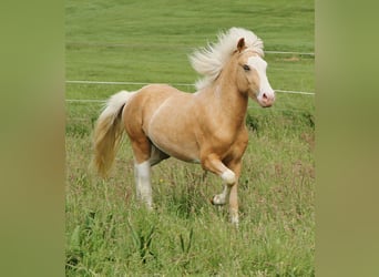 Islandpferd, Hengst, 3 Jahre, 139 cm, Palomino
