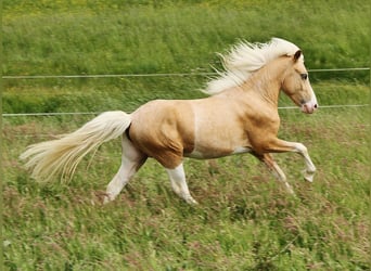 Islandpferd, Hengst, 3 Jahre, 139 cm, Palomino