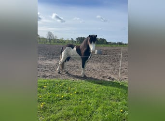 Islandpferd, Hengst, 3 Jahre, 139 cm, Schecke