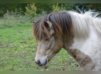 Islandpferd, Hengst, 3 Jahre, 139 cm