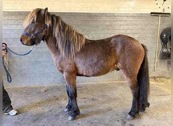 Islandpferd, Hengst, 3 Jahre, 140 cm, Dunkelfuchs