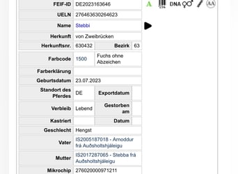 Islandpferd, Hengst, 3 Jahre, 140 cm, Fuchs