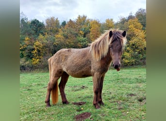 Islandpferd, Hengst, 3 Jahre, 140 cm, Palomino