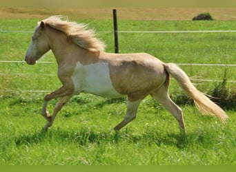 Islandpferd, Hengst, 3 Jahre, 140 cm, Palomino