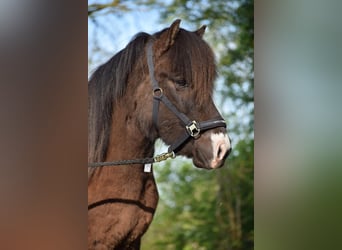 Islandpferd, Hengst, 3 Jahre, 140 cm