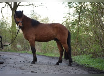 Islandpferd, Hengst, 3 Jahre, 144 cm, Brauner