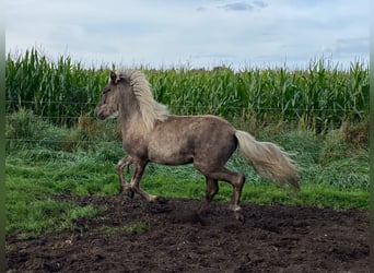 Islandpferd, Hengst, 3 Jahre, 144 cm