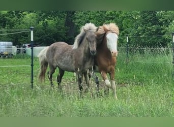 Islandpferd, Hengst, 3 Jahre, 144 cm