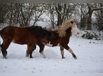 Islandpferd, Hengst, 3 Jahre, 144 cm