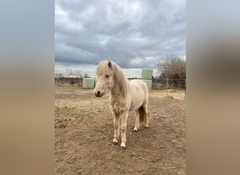 Islandpferd, Hengst, 3 Jahre, 144 cm