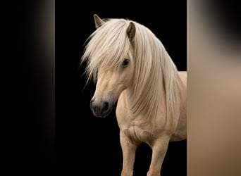 Islandpferd, Hengst, 3 Jahre, 144 cm