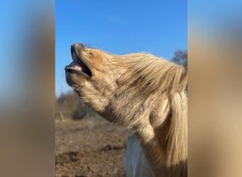 Islandpferd, Hengst, 3 Jahre, 144 cm