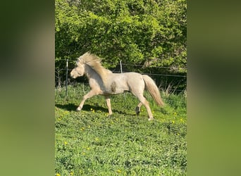 Islandpferd, Hengst, 3 Jahre, 144 cm