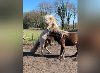 Islandpferd, Hengst, 3 Jahre, 144 cm