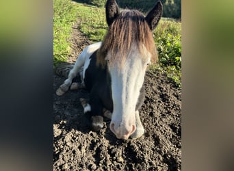 Islandpferd, Hengst, 3 Jahre, 145 cm, Schecke