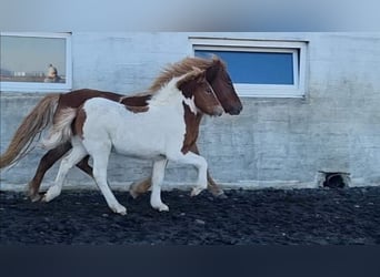 Islandpferd, Hengst, 3 Jahre, 145 cm, Tobiano-alle-Farben
