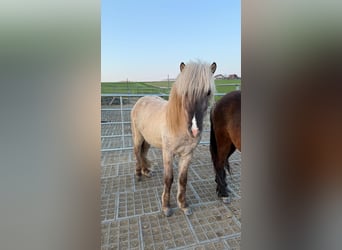 Islandpferd, Hengst, 3 Jahre, Falbe
