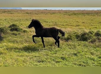 Islandpferd, Hengst, 3 Jahre, Rotbrauner