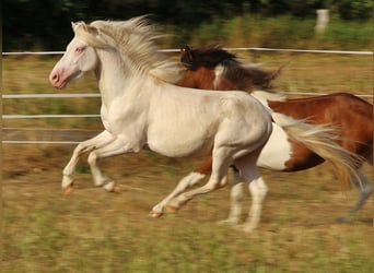 Islandpferd, Hengst, 4 Jahre, 130 cm, Cremello