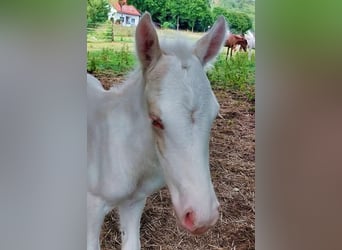 Islandpferd, Hengst, 4 Jahre, 130 cm, Cremello