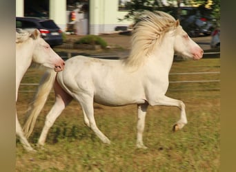 Islandpferd, Hengst, 4 Jahre, 130 cm, Cremello