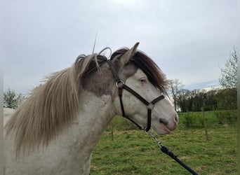 Islandpferd, Hengst, 4 Jahre, 132 cm, Tobiano-alle-Farben