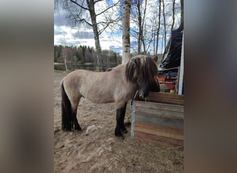 Islandpferd, Hengst, 4 Jahre, 140 cm