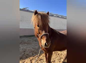 Islandpferd, Hengst, 4 Jahre, 140 cm, Fuchs