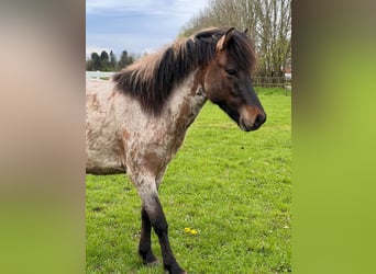 Islandpferd, Hengst, 4 Jahre, 140 cm, Roan-Bay