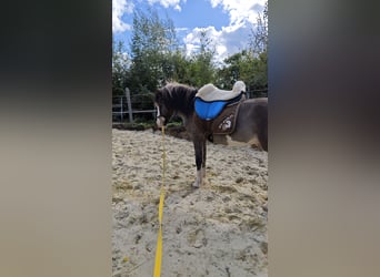 Islandpferd, Hengst, 4 Jahre, 140 cm, Schecke
