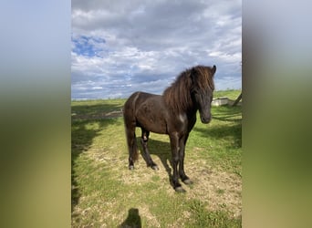 Islandpferd, Hengst, 4 Jahre, 141 cm, Rappe