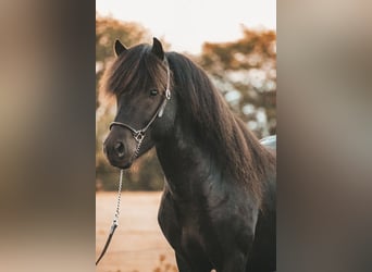 Islandpferd, Hengst, 4 Jahre, 141 cm, Rappe