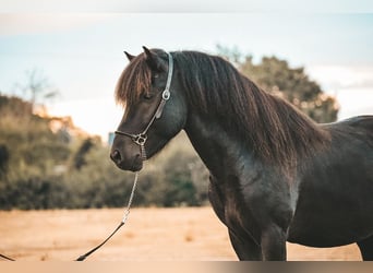 Islandpferd, Hengst, 4 Jahre, 141 cm, Rappe