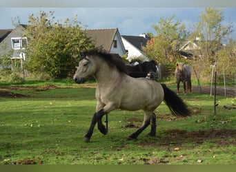 Islandpferd, Hengst, 4 Jahre, 142 cm