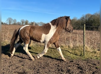 Islandpferd, Hengst, 4 Jahre, 142 cm, Schecke