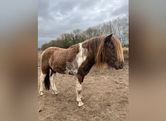Islandpferd, Hengst, 4 Jahre, 142 cm, Schecke