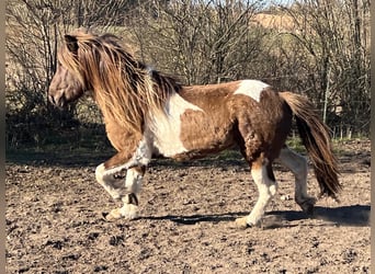 Islandpferd, Hengst, 4 Jahre, 142 cm, Schecke