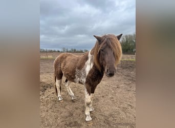Islandpferd, Hengst, 4 Jahre, 142 cm, Schecke