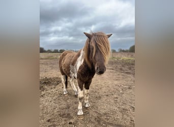 Islandpferd, Hengst, 4 Jahre, 142 cm, Schecke