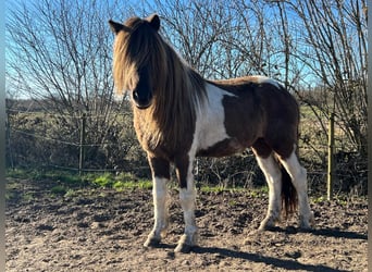 Islandpferd, Hengst, 4 Jahre, 142 cm, Schecke