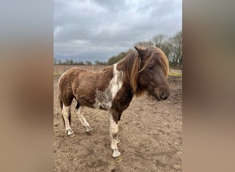 Islandpferd, Hengst, 4 Jahre, 142 cm, Schecke