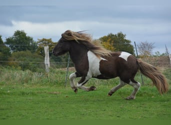 Islandpferd, Hengst, 4 Jahre, 142 cm, Schecke
