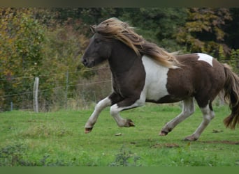 Islandpferd, Hengst, 4 Jahre, 142 cm, Schecke